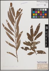 Foto von Salix cinerea L. x Salix viminalis L.